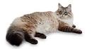 What are the Best Hypoallergenic Cat Breeds ... - Petfinder