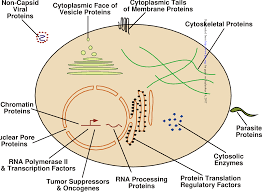 Figure 2 From O Glycosylation Of Nuclear And Cytosolic Proteins Semantic Scholar