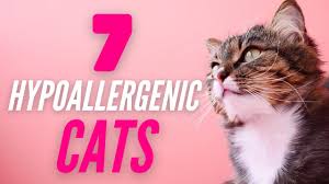 Believe it or not, its not actually the hair itself that most people the hypoallergenic tendencies of the balinese cats follow the same principal as the russian blue i am exploring the idea of getting a hypoallergenic cat that doesn't she, is low maintenance and is. List Of Hypoallergenic Cats Stylinggo