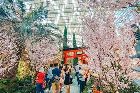 Welcome Spring With Cherry Blossoms At Gardens By The Bay S Sakura Matsuri