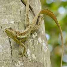 Maybe you would like to learn more about one of these? Basilisk Lizard