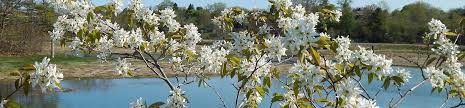 It grows between 20 to 40 feet tall and produces red fruit and the canadian serviceberry, sometimes known as the shadblow serviceberry, is a small understory tree that can grow 20 feet or higher. Small Flowering Trees A Dozen Native Species For Limited Spaces Wild Seed Project