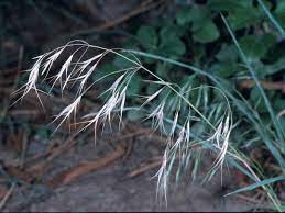 General principles concerning insect numbers and the ecology of pest control from an australian perspective. Bromus Tectorum Profile California Invasive Plant Council