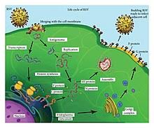 Anyone can be infected, but rsv most often causes serious illness in infants and. Respiratory Syncytial Virus Wikipedia