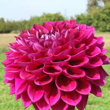 Check spelling or type a new query. High Quality Dahlia Tubers Grown From Cuttings Order Dahlia Tubers Online And Receive Them By Courier