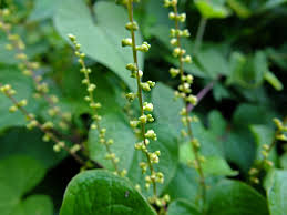 Image result for Dioscorea minutiflora