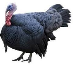 Jenis Ayam Kalkun Chickens And Roosters Turkey Chicken Chickens