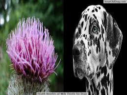 Again, talk with a vet — preferably one who practices alternative. Health Benefits Of Milk Thistle For Dogs And Safe Usage