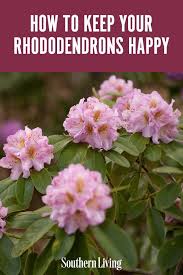 Spectacular Rhododendrons How To Grow And Care For The Popular Shrub In 2020 Rhododendron Care Rhododendron Southern Garden