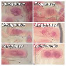 Theresultsengine.com has been visited by 1m+ users in the past month Plant Cell Cytokinesis Microscope Pictures