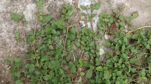 Image result for Boerhavia diffusa