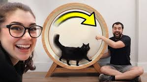 Top 5 best ideas for a cat from cardboard