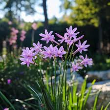 Image result for Tulbaghia cameronii