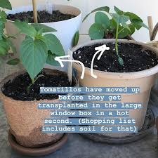 Some companion plants have been scientifically proven to deter insects; Can I Grow That Inside Tomatillo Edition Farmcoast Editorial