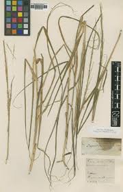 Image result for Eragrostis habrantha