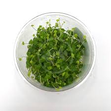 Image result for Hydrocotyle