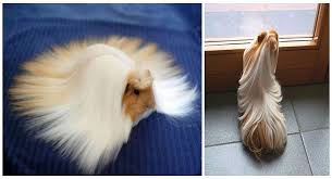Long haired guinea pig babies available! Long Haired Guinea Pig Hairstyles Novocom Top
