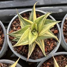 Image result for Haworthia limifolia