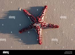 Image result for Anisotes formosissimus