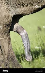 Pene de elefante Fotografía de stock 