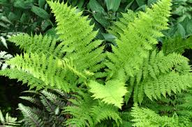 Image result for Athyrium