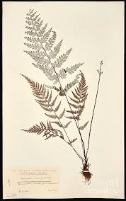 Image result for Pityrogramma calomelanos