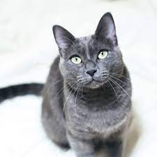 Check spelling or type a new query. Russian Blue Cat Full Profile History And Care