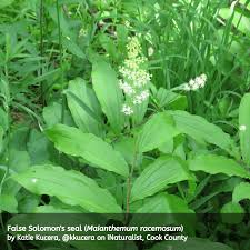 See more ideas about flowers, woodland flowers, planting flowers. Our Native Lilies Of The Valley Illinois Native Plant Society