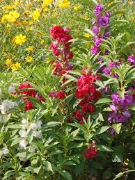 Pin On Flowers And Gardens