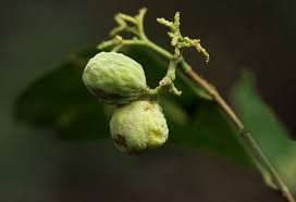 Image result for Dichapetalum madagascariense