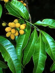 Image result for Trichilia