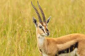 Gazzelle, nome d'arte di flavio bruno pardini (roma, 7 dicembre 1989), è un cantautore italiano. Thomson S Gazelle Photograph By Jennifer Stinson