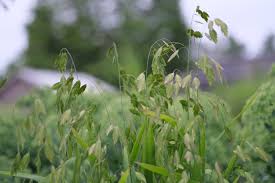 Image result for Chasmanthium latifolium