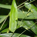 Image result for Olyra latifolia