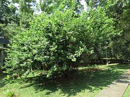 Image result for Premna sp.