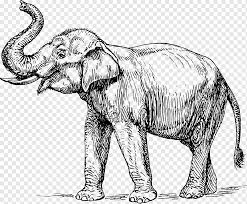 Tipe gambarnya berubah lagi, walaupun tetep objeknya gajah 😀. Indian Elephant Elephantidae Tusk Black And White Funny Cartoon S Of Ducks Mammal Carnivoran Monochrome Png Pngwing