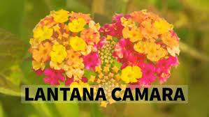 Lantana Camara Benefits Uses Side Effects Herbs For Health Lantana Camara Lantana Herbs