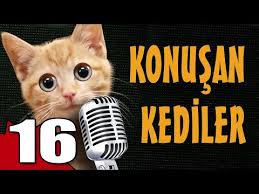 Konusan Kediler 16 En Komik Kedi Videolari Youtube