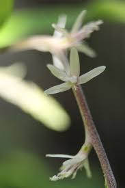 Image result for Petiveriaceae