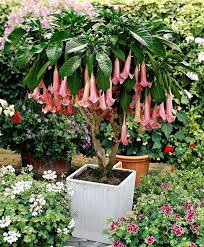 Flower Species That Bloom At Night Pflanzen Garten Pflanzen Exotische Pflanzen