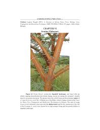 Image result for Acacia pilispina