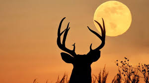 View moon with google earth: Why Tonight S Full Moon Is Called A Buck Moon