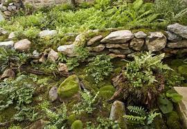 Image Result For Flagstone With Thyme Moss Garden Growing Moss Landscaping With Rocks