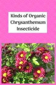 Kinds Of Organic Chrysanthemum Insecticide Rasteniya