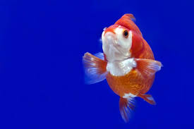 Ryukin Goldfish Ryukin Goldfish Goldfish Aquarium Fish