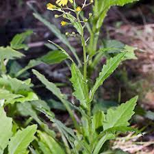 Image result for Senecio latifolius