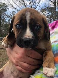 Through partnerships with the maine department of health and human services (dhhs), a number of swab and send. Brunswick Me Husky Meet Sansa A Pet For Adoption
