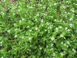 Image result for Stellaria