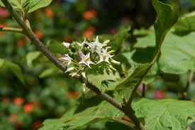 Image result for Solanum torvum