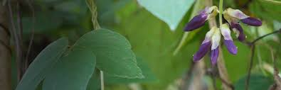 Image result for Mucuna stans